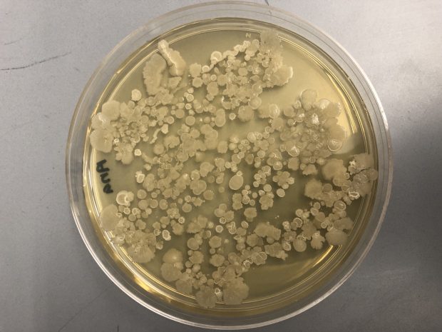 Isolation Of Bacillus Subtilis From A Stainless Steel Dog Bowl Microbiology Spring 19